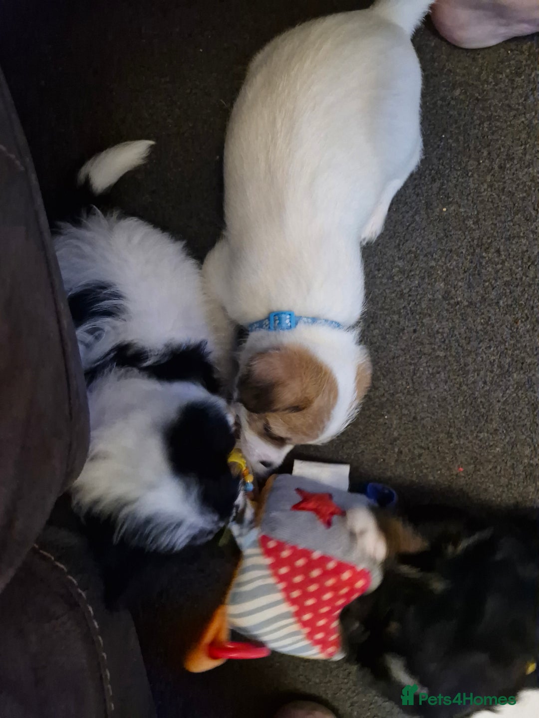 Mixed Breed dogs for sale: Stunning maltipoo x pug baby  - Advert 3