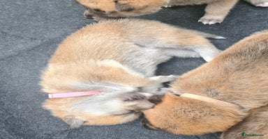 Mixed Breed dogs Czech Wolfdog × Akita/Malamute Puppies - Advert 1