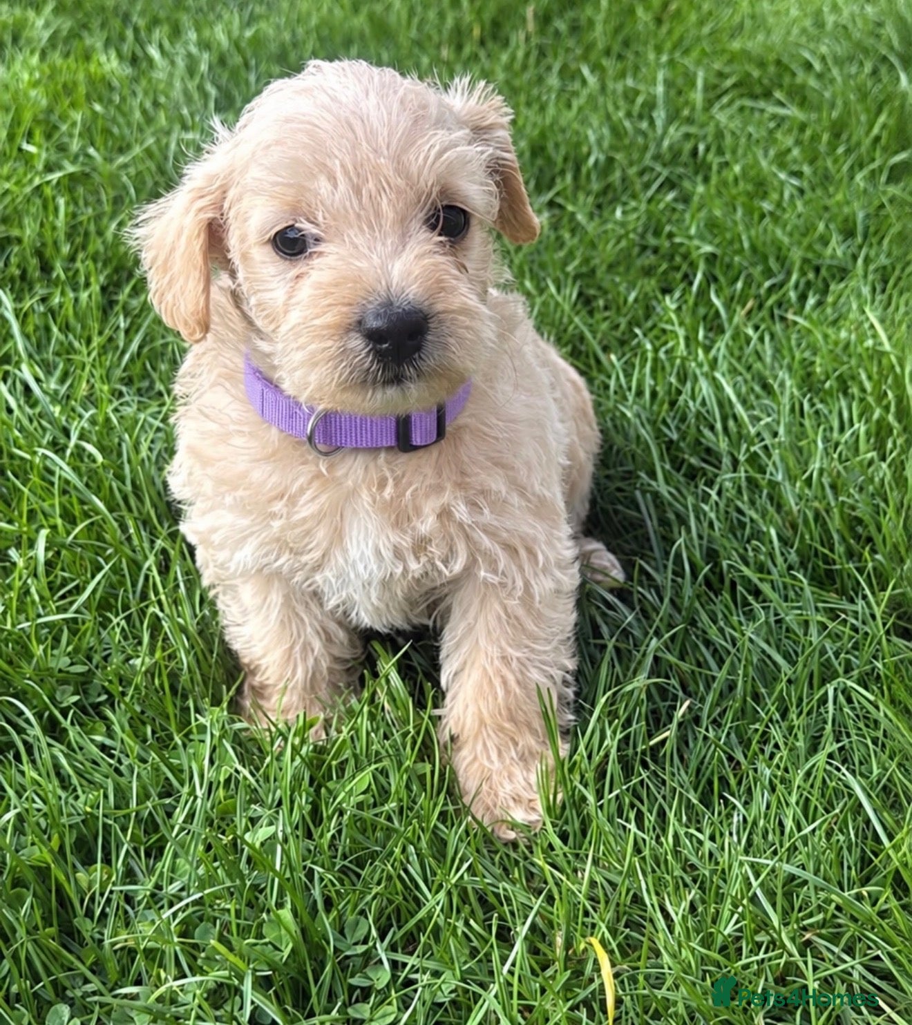 Westiepoo dogs Stunning Westiepoo’s From Health Tested Parents 🧬 - Advert 2
