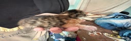 Domestic Shorthair cats for sale: 1 Domestic Shorthair Kitten Left - Advert 23