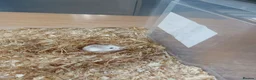 Hamster rodents for sale: Dwarf hamster - Advert 2