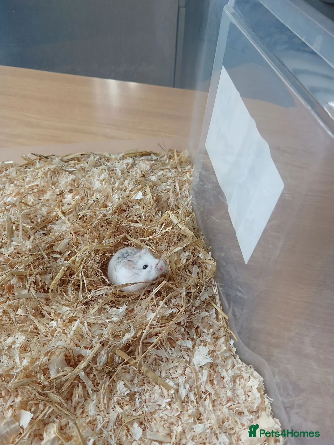 Hamster rodents for sale: Dwarf hamster - Advert 2