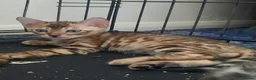 Bengal cats for sale: Stunning litter of brown rosetted Bengal cubs  - Advert 31
