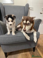 Mixed Breed dogs Pomsky for sale - Advert 5