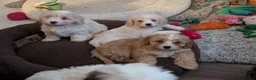 Mixed Breed dogs for sale: Adorable little bundles of joy!!  in Margate - Advert 10