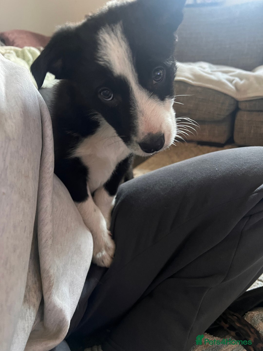 Border Collie dogs for sale: Beautiful MALE Border Collie Puppy - Advert 4