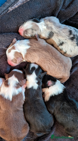 Australian Shepherd dogs - Advert 2