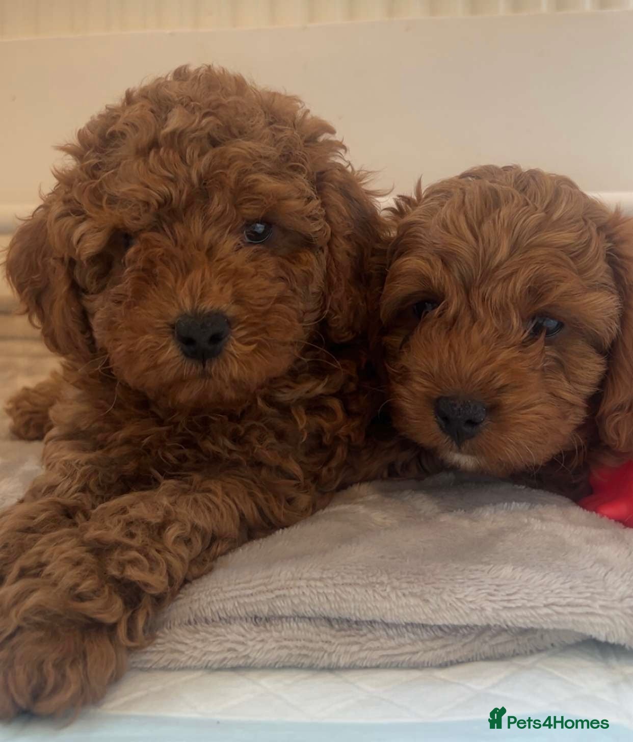 Cockapoo dogs Only 2 Left❤️ Deep Red F1b Cockapoo boys ready now - Advert 4