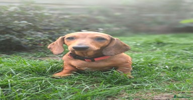 Dachshund dogs in Coventry - Advert 6