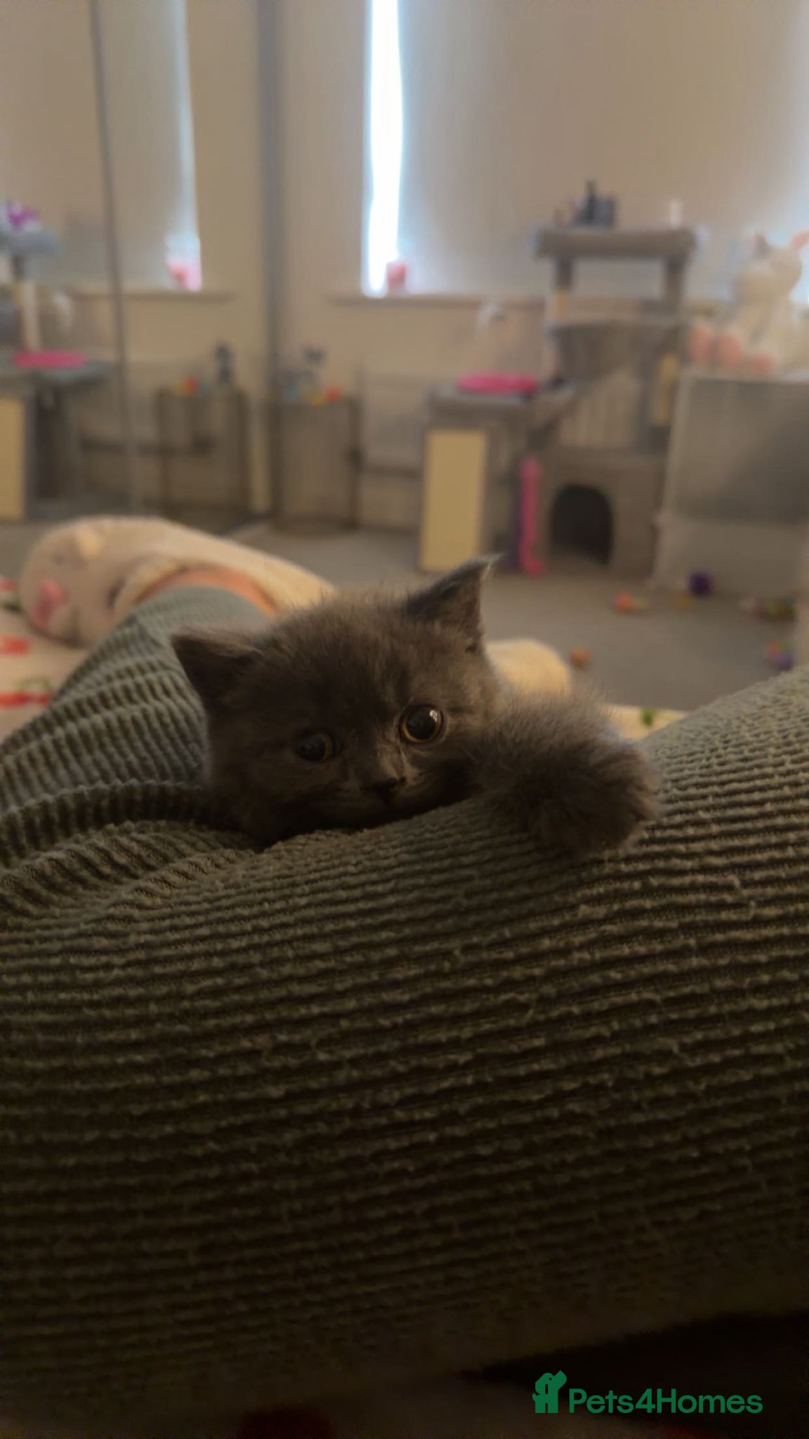 British Shorthair cats for sale: Girl Blue British Short hair🩷 - Advert 6