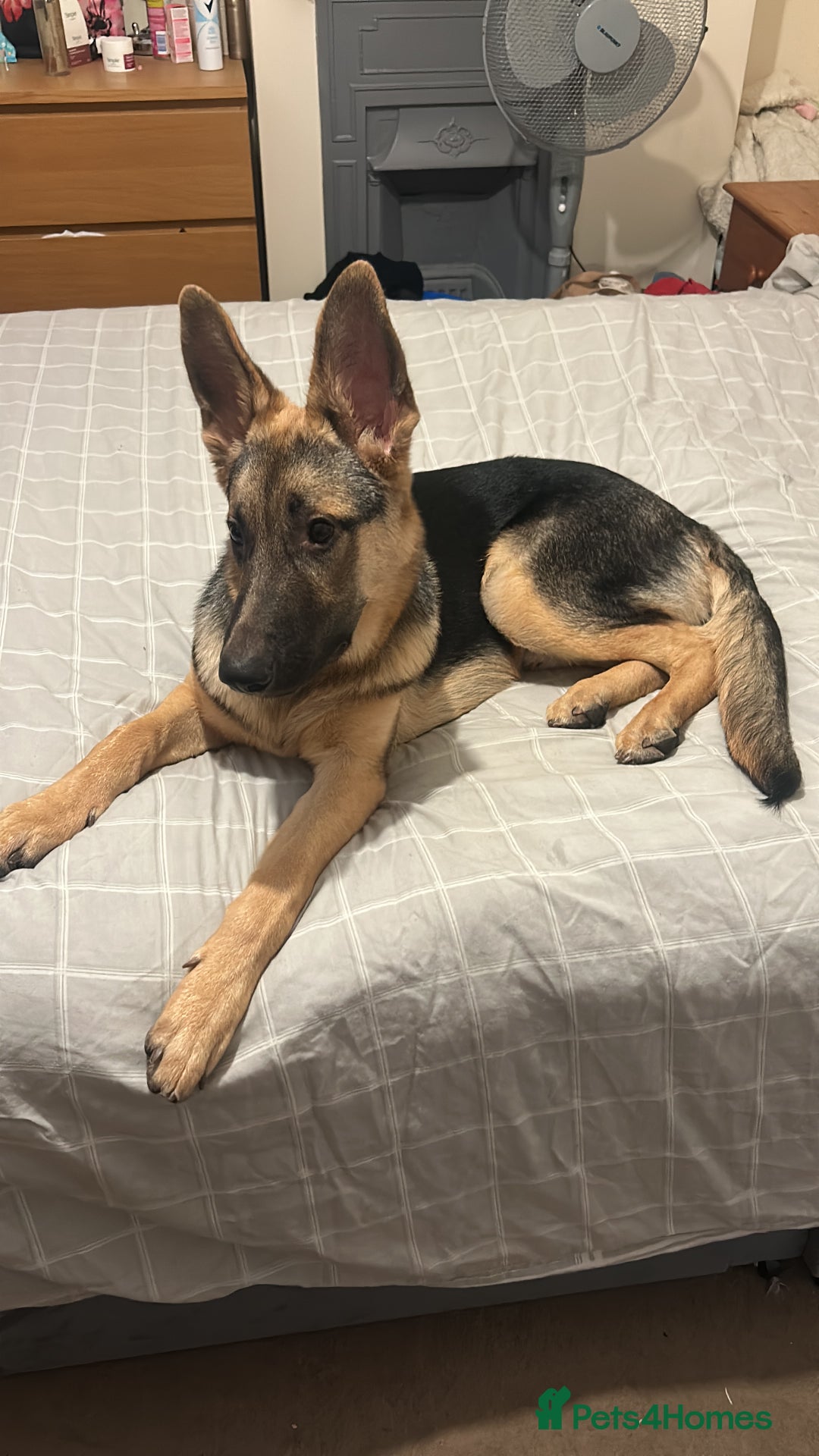 German Shepherd dogs for sale: Male 7 month GSD - Advert 2