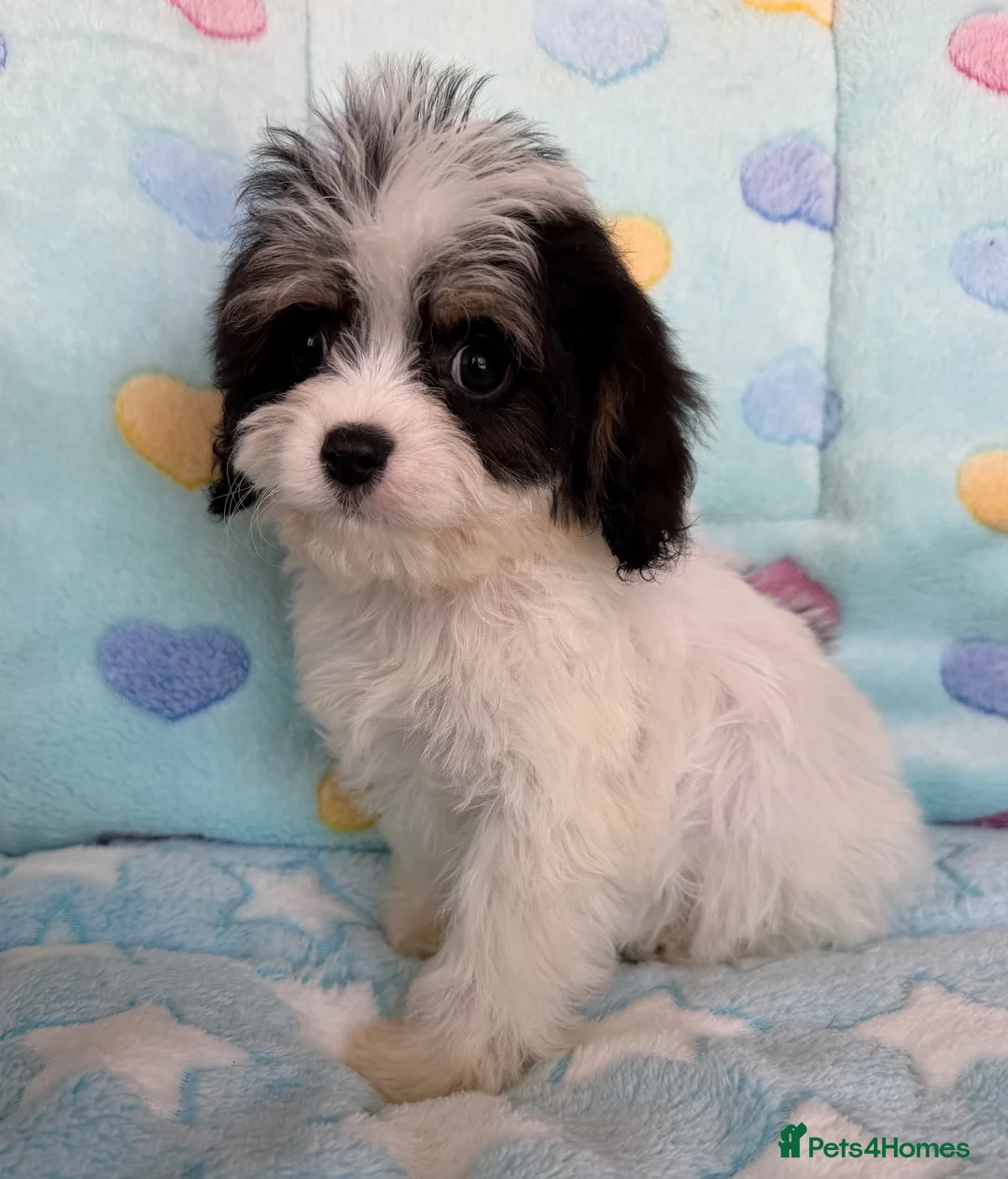 Cavapoo dogs for sale: Cavapoo puppies 🐶 ready now  - Advert 40