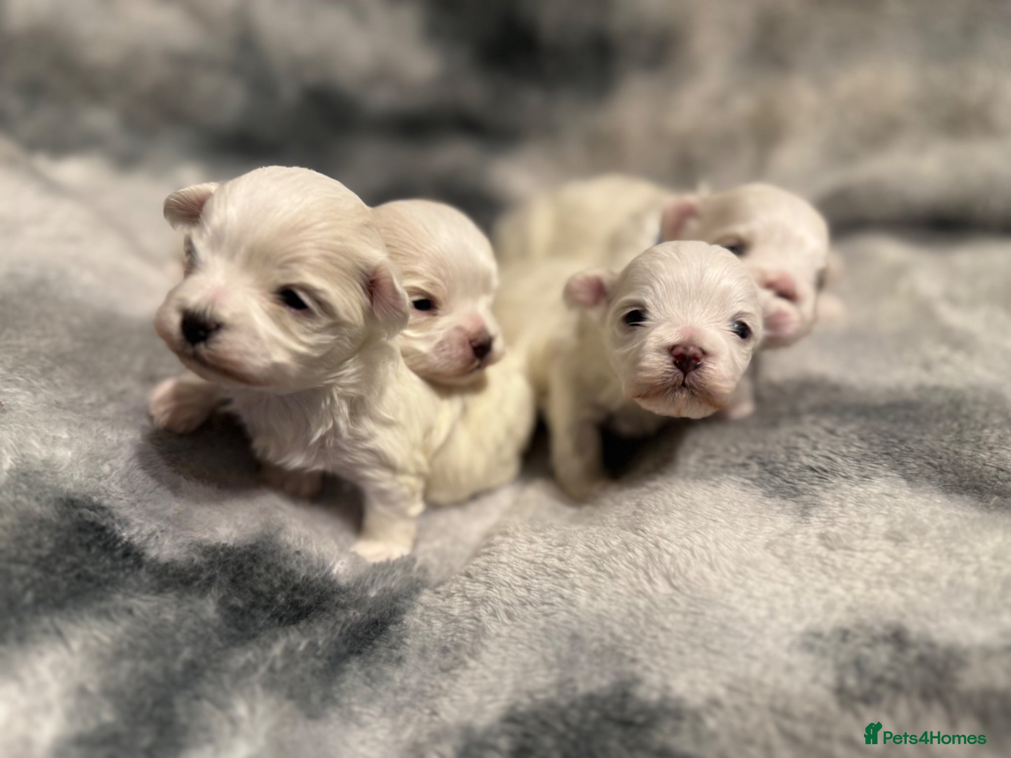 Maltese dogs Beautiful Maltese Puppies ⭐️5 GENERATIONS⭐️ - Advert 20