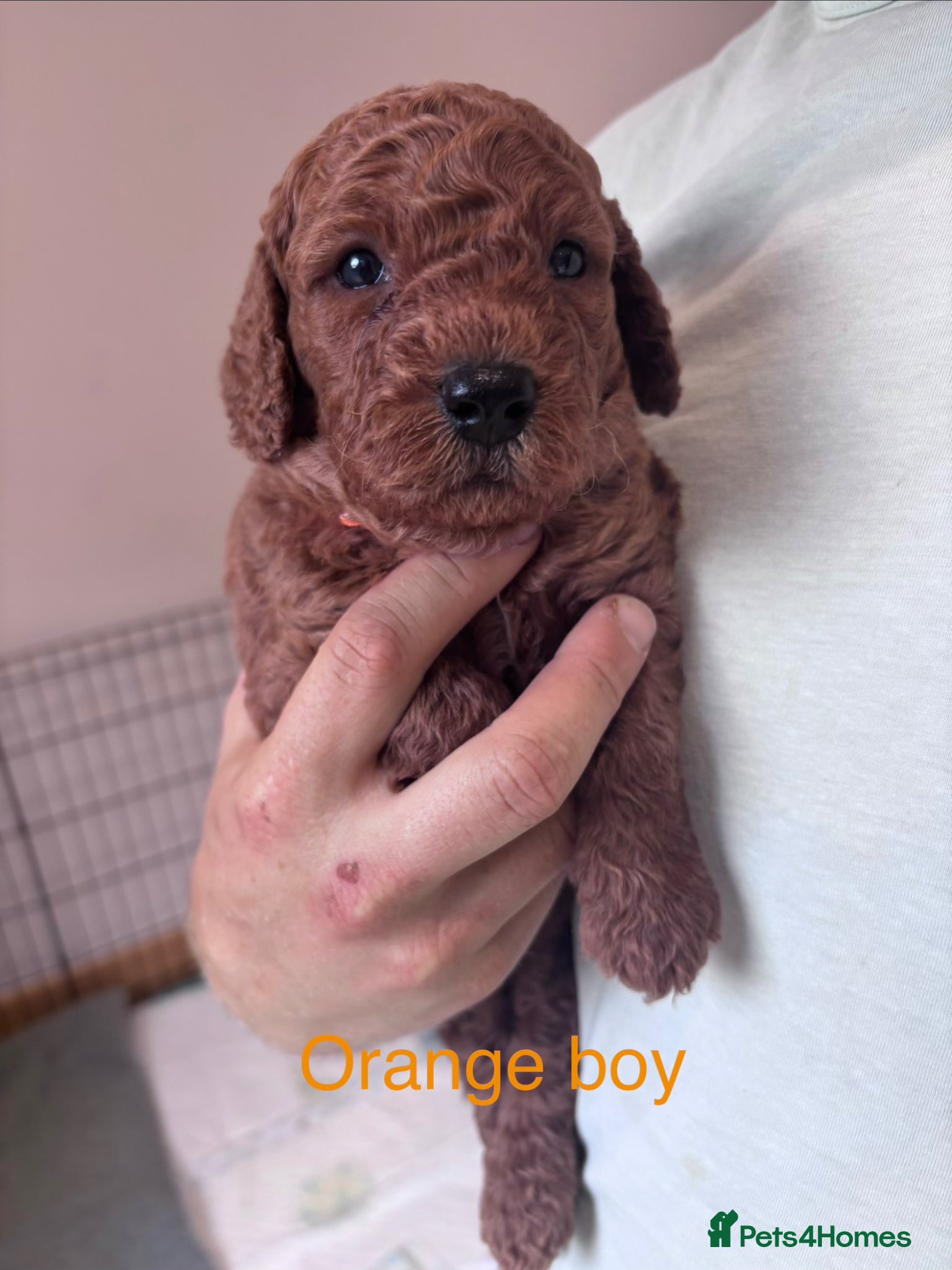 Cavapoo dogs for sale: Stunning Red Cavapoo Puppies - Advert 7