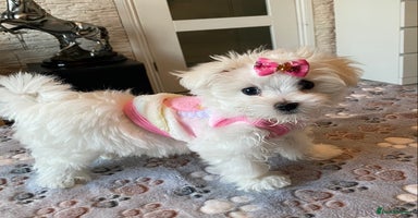 Maltese dogs - Advert 12