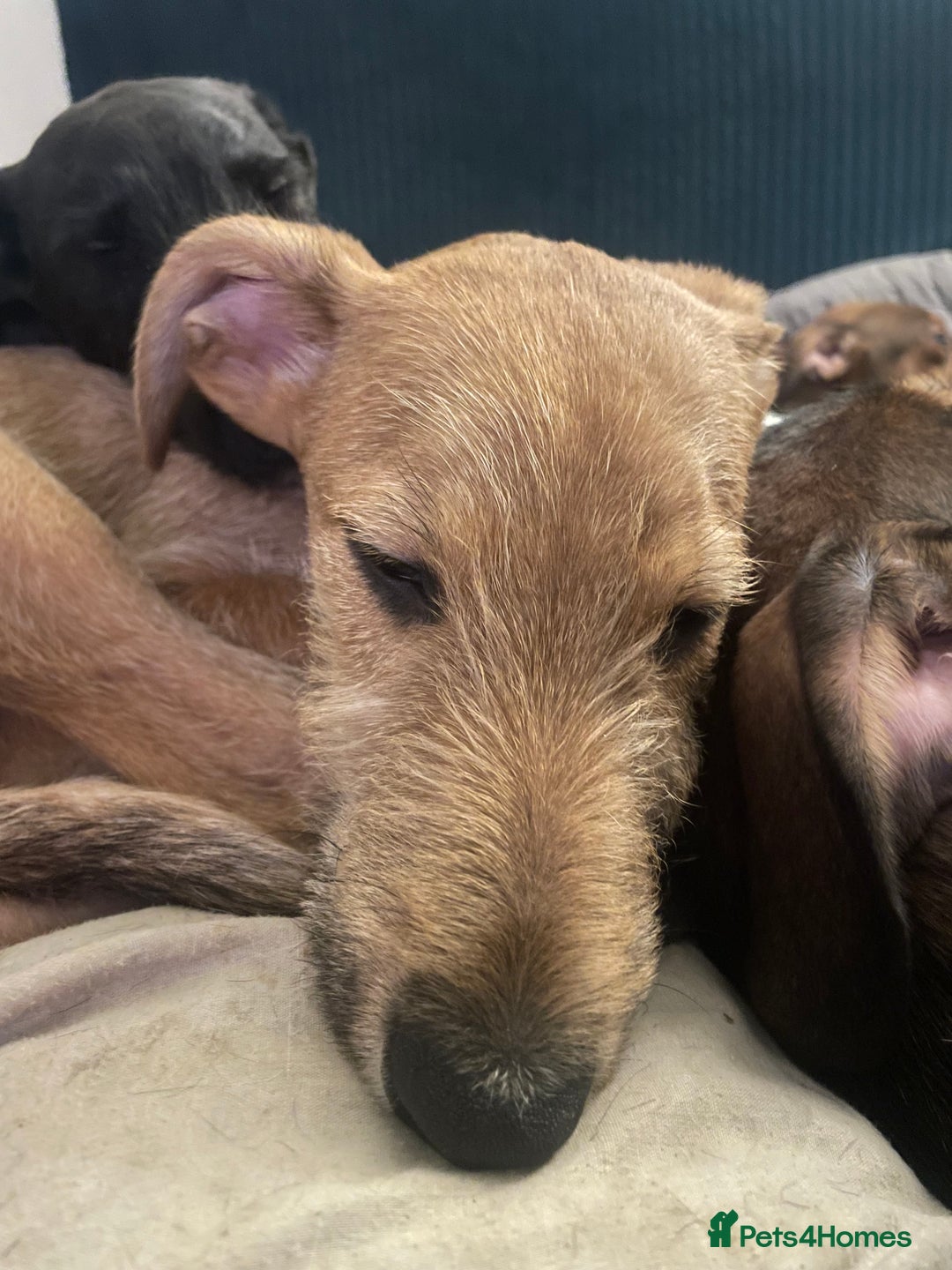 Mixed Breed dogs for sale: Tracy Jones - Advert 3