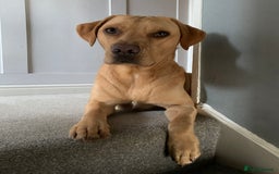 Labrador Retriever dogs for sale: My boy Lenny  - Image 13