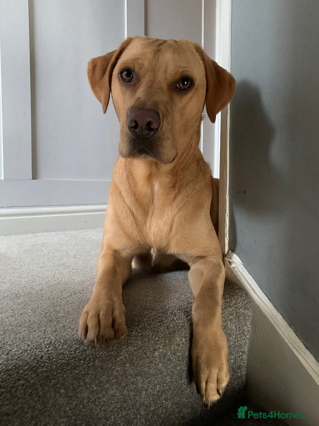 Labrador Retriever dogs for sale: My boy Lenny  - Image 13