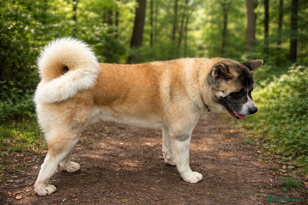 Akita dogs for stud: American Akita  - Advert 3