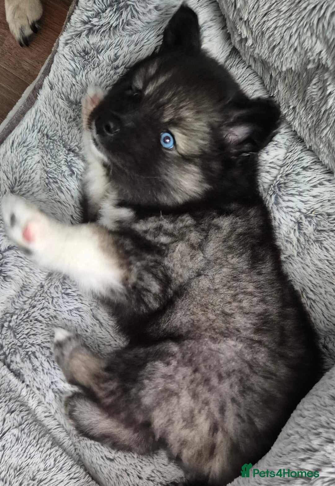 Pomsky dogs for sale: Perfect Female pomsky blue eyes - Advert 4