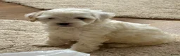 Cockapoo dogs for sale: 5 beautiful cockapoos  in Leighton Buzzard - Advert 10