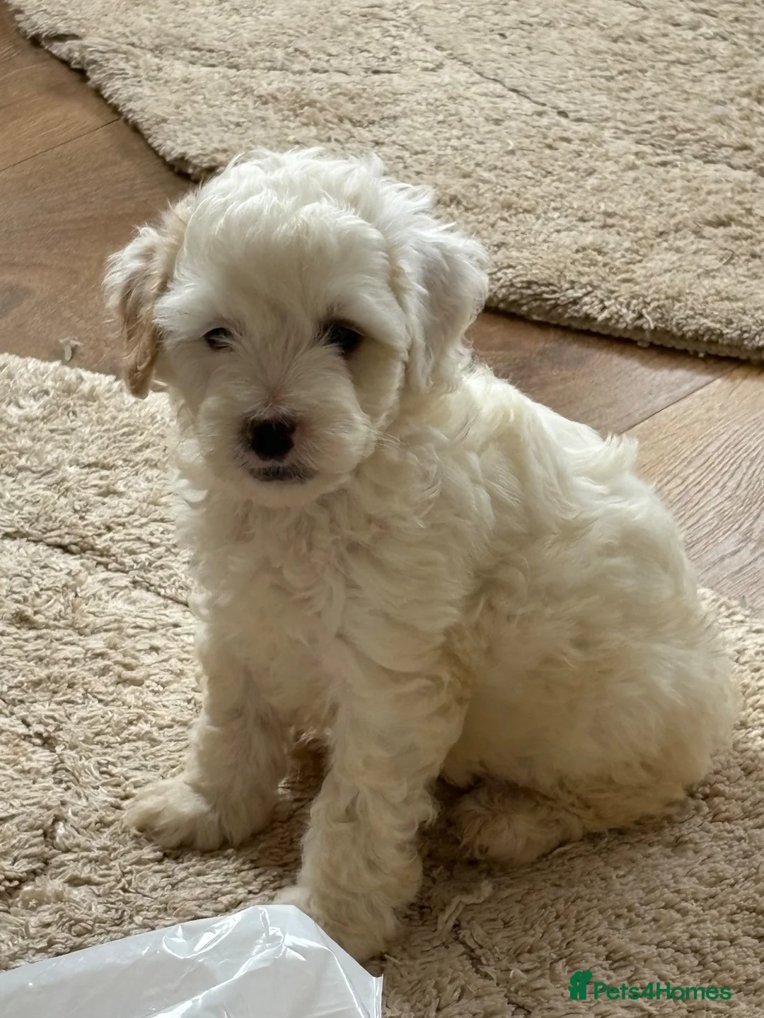 Cockapoo dogs for sale: 5 beautiful cockapoos  in Leighton Buzzard - Advert 10