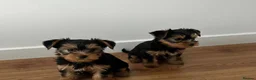 Yorkshire Terrier dogs for sale: Playful Yorkshire Terrier Puppies available in Kilmarnock - Advert 1