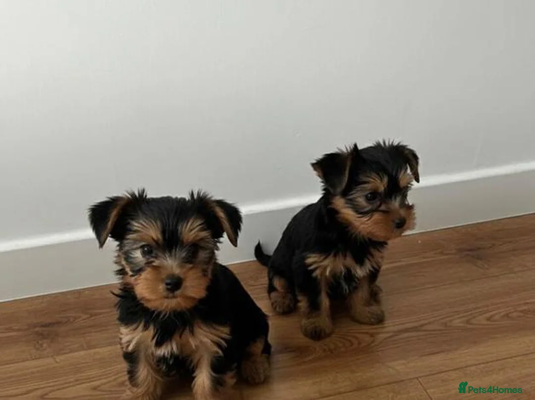 Yorkshire Terrier dogs for sale: Playful Yorkshire Terrier Puppies available in Kilmarnock - Advert 1