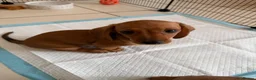 Miniature Dachshund dogs for sale: Miniature Smooth Haired Dachshund Black and Tan in Wrexham - Advert 14