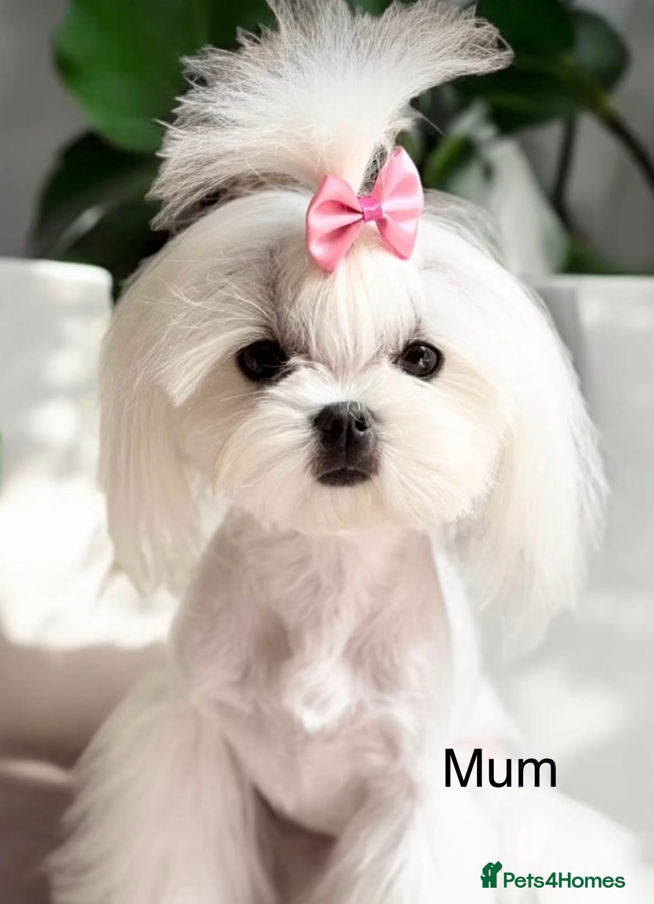 Maltipoo dogs F1 Asian Poodle x Korean Maltese. Maltipoo boys  - Advert 2
