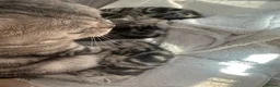 British Shorthair cats for sale: 🐾 Stunning litter of British Shorthairs 🐾 - Advert 2