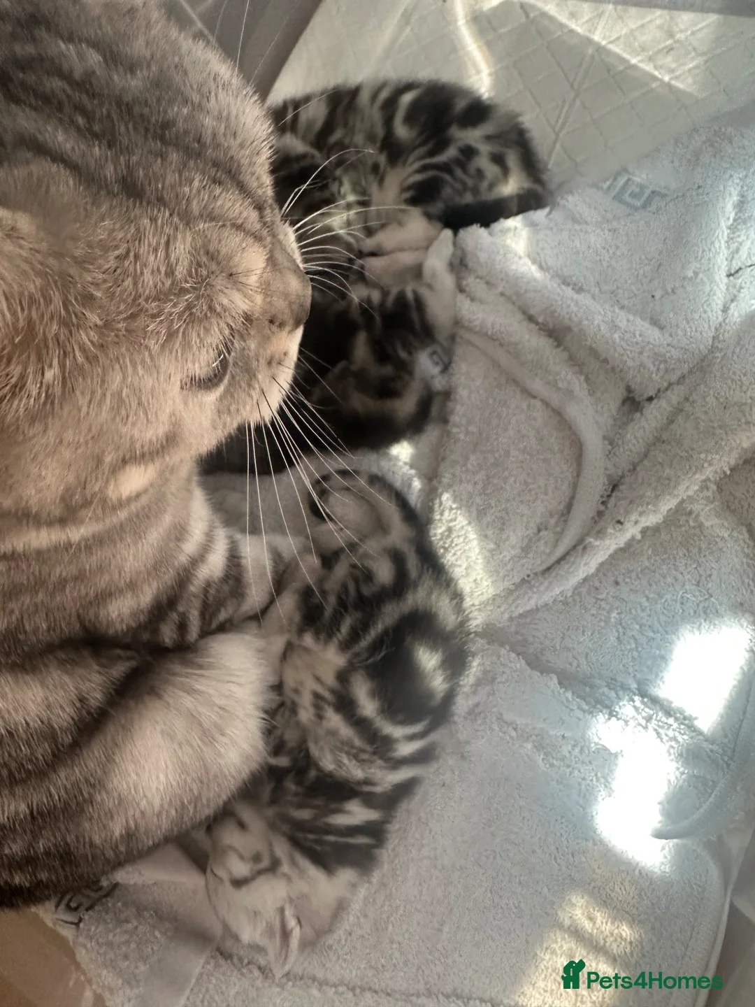 British Shorthair cats for sale: 🐾 Stunning litter of British Shorthairs 🐾 - Advert 2