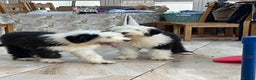 Old English Sheepdog dogs for sale: Old English sheep dogs kc  - Advert 6