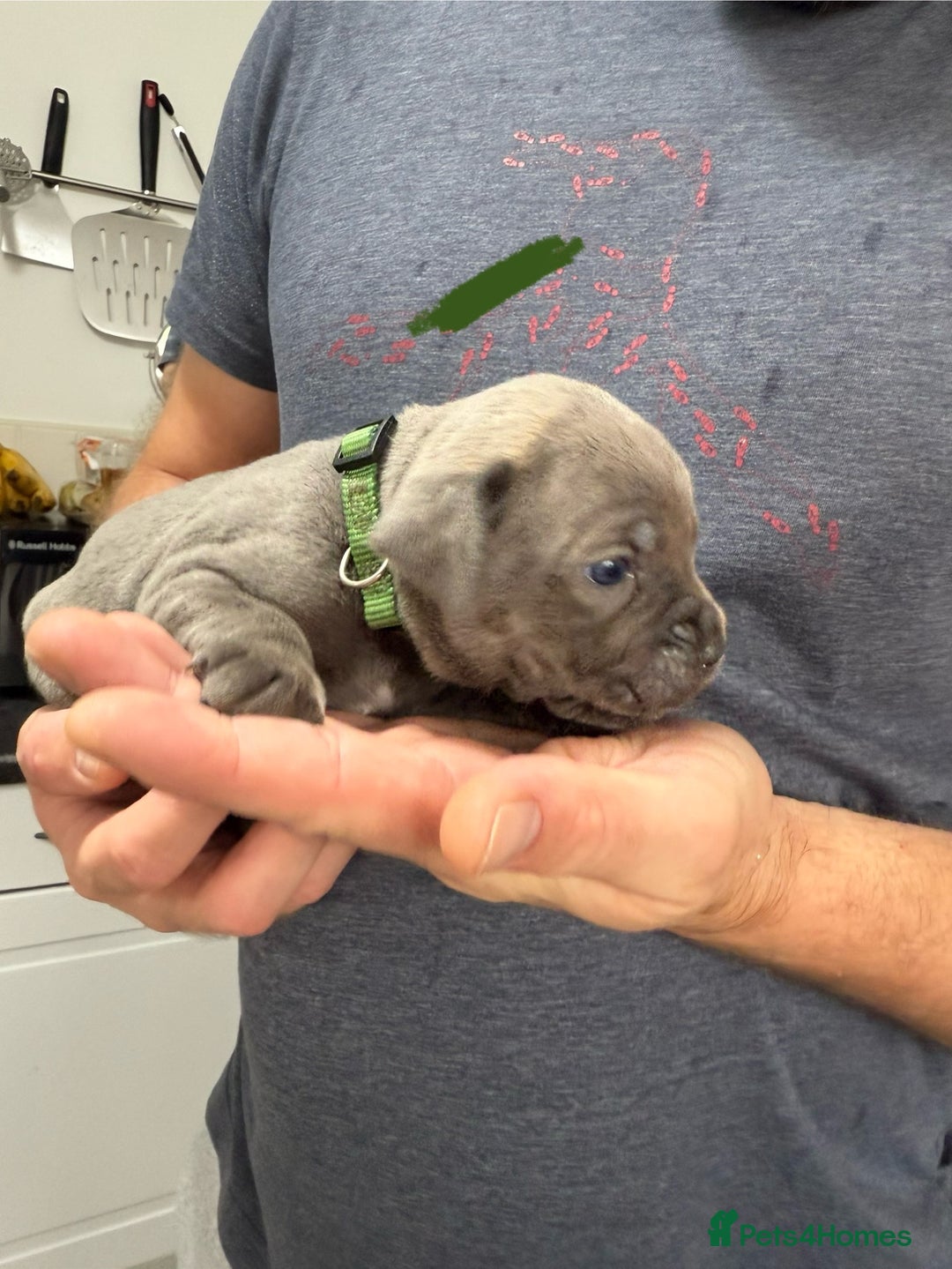 Mixed Breed dogs for sale: staffy x cane corso  - Image 4