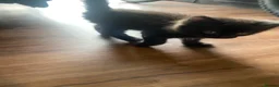 Mixed Breed cats for sale: Affectionate handled kittens - Advert 3