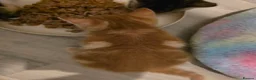 Mixed Breed cats for sale: Mixed breed kittens - Advert 9