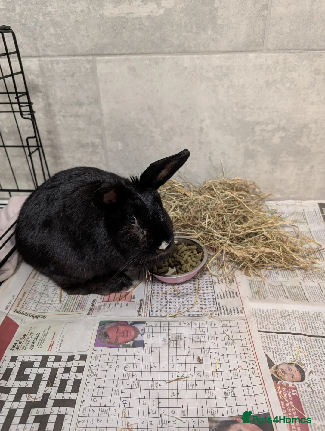 Mixed Breed rabbits for sale: Female rabbit in Mansfield - Advert 2