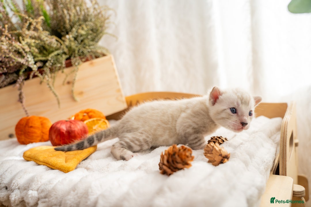 Bengal cats for sale: Pure Snow Bengals-TICA champions pedigree-Stunning - Image 16