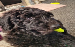 Newfypoo dogs for sale: Newfypoo F3b multi generation  - Image 1