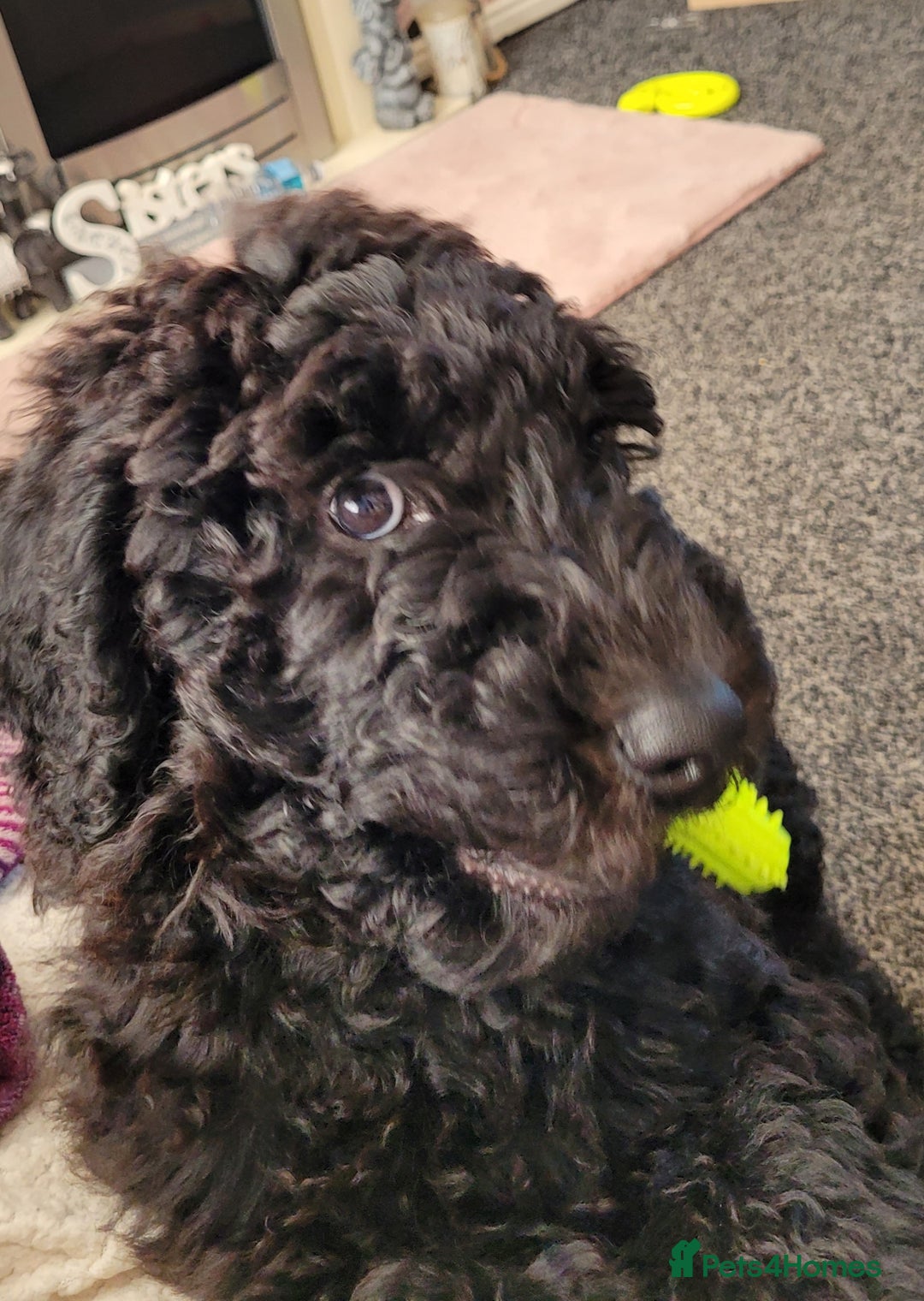 Newfypoo dogs for sale: Newfypoo F3b multi generation  - Image 1