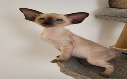 Oriental cats for sale: Oriental Shorthair kittens  - Image 17