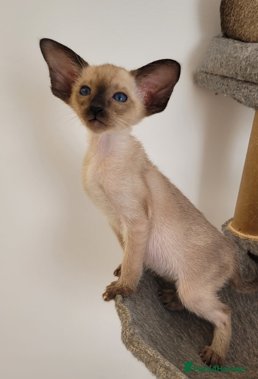 Oriental cats for sale: Oriental Shorthair kittens  - Image 17