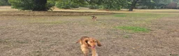 Cocker Spaniel dogs for sale: Cocker Spaniel KC Registered  - Advert 32