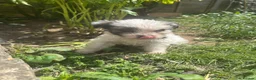 Mixed Breed dogs for sale: cockerpoo x colliestaff puppies in Cheltenham - Advert 21