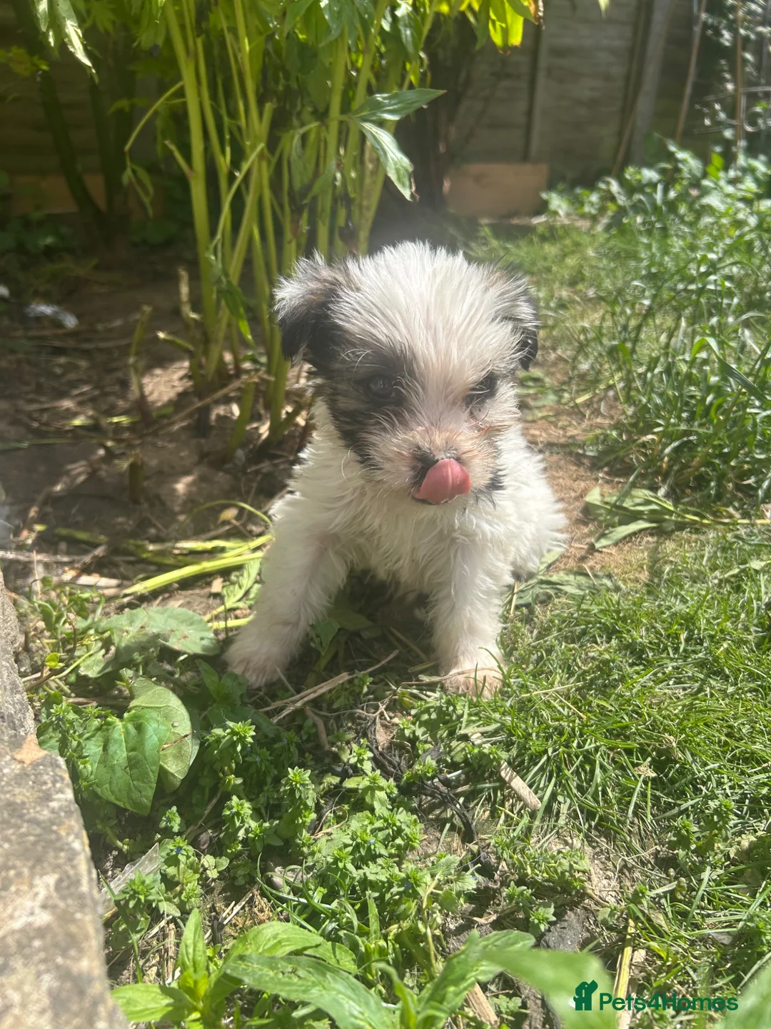 Mixed Breed dogs for sale: cockerpoo x colliestaff puppies in Cheltenham - Advert 21