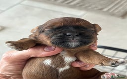 Shihpoo dogs for sale: Shipoo Pups - Image 21