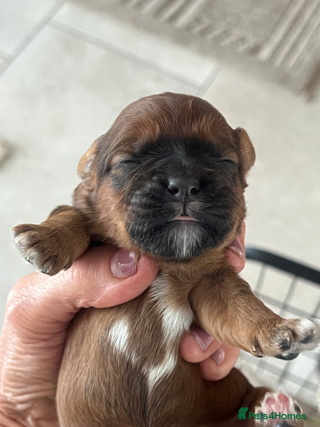Shihpoo dogs for sale: Shipoo Pups - Image 21