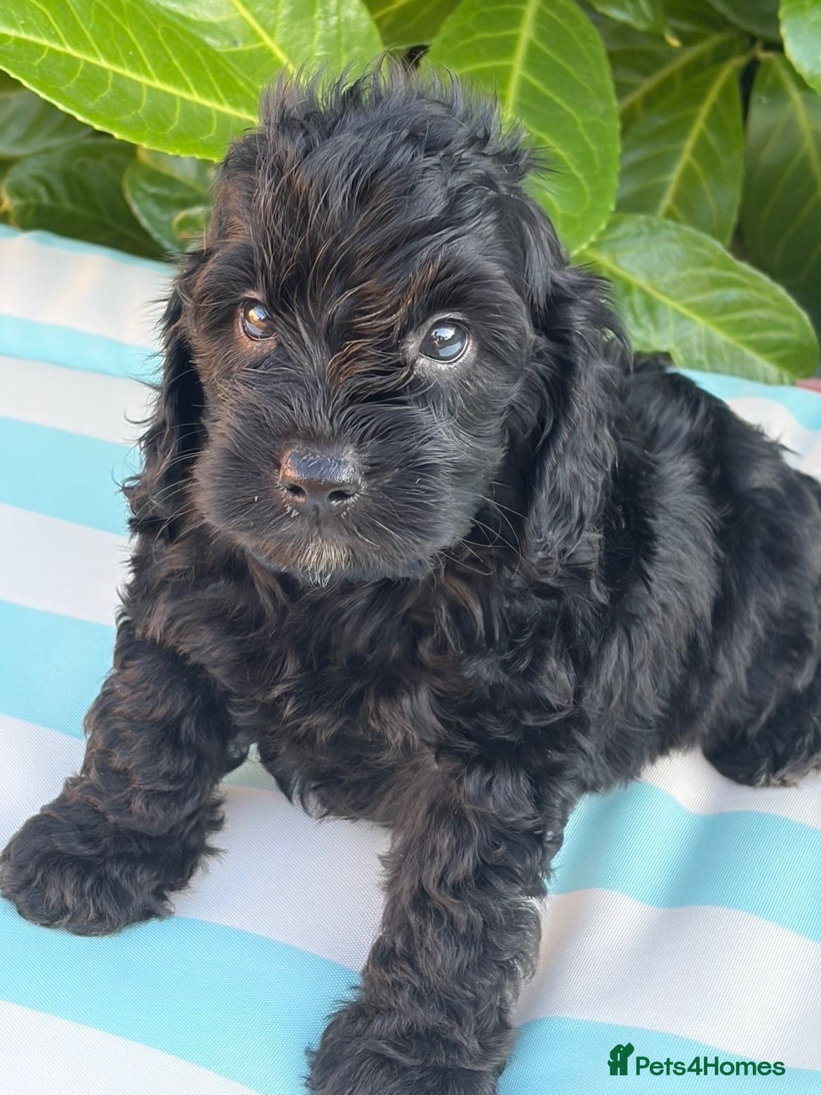 Cockapoo dogs Cockapoo males  - Advert 13