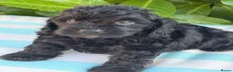 Cockapoo dogs for sale: Cockapoo males and females  - Advert 22