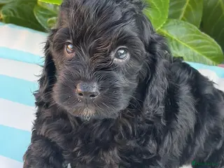 Cockapoo dogs Cockapoo males - Advert 13